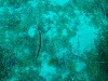 sm_P5248838.JPG