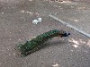 sm_P5258871.JPG