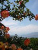 sm_AR-P5273338.JPG