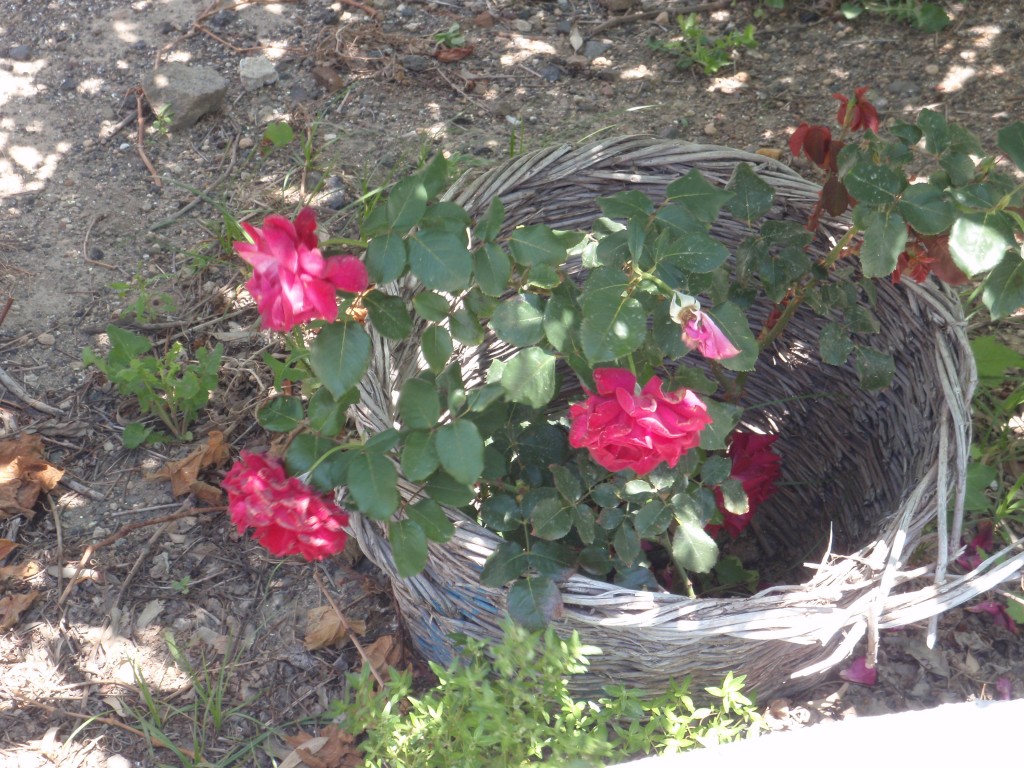 sm_AR-P5283400.JPG