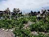 sm_AR-P5283403.JPG