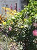 sm_AR-P5283425.JPG