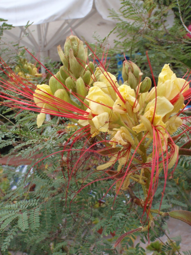 sm_AR-P5303750.JPG