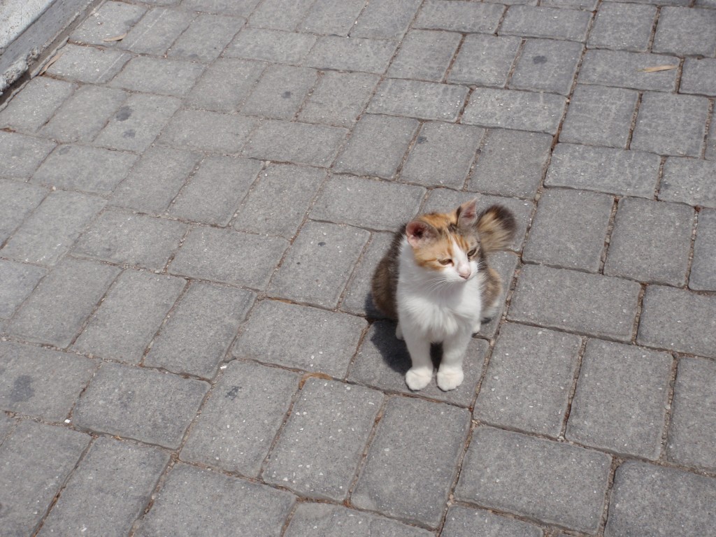sm_AR-P5303760.JPG