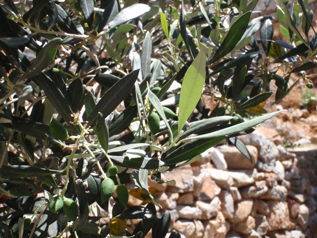 sm_AR-P5313854.JPG