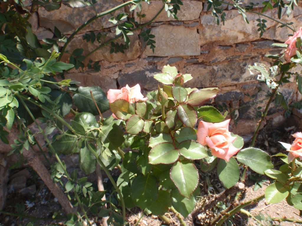 sm_AR-P5313872.JPG