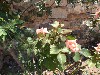 sm_AR-P5313872.JPG