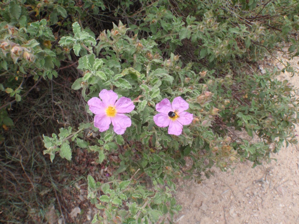sm_AR-P6024220.JPG