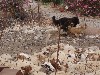 sm_AR-P6024181.JPG