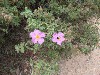 sm_AR-P6024220.JPG