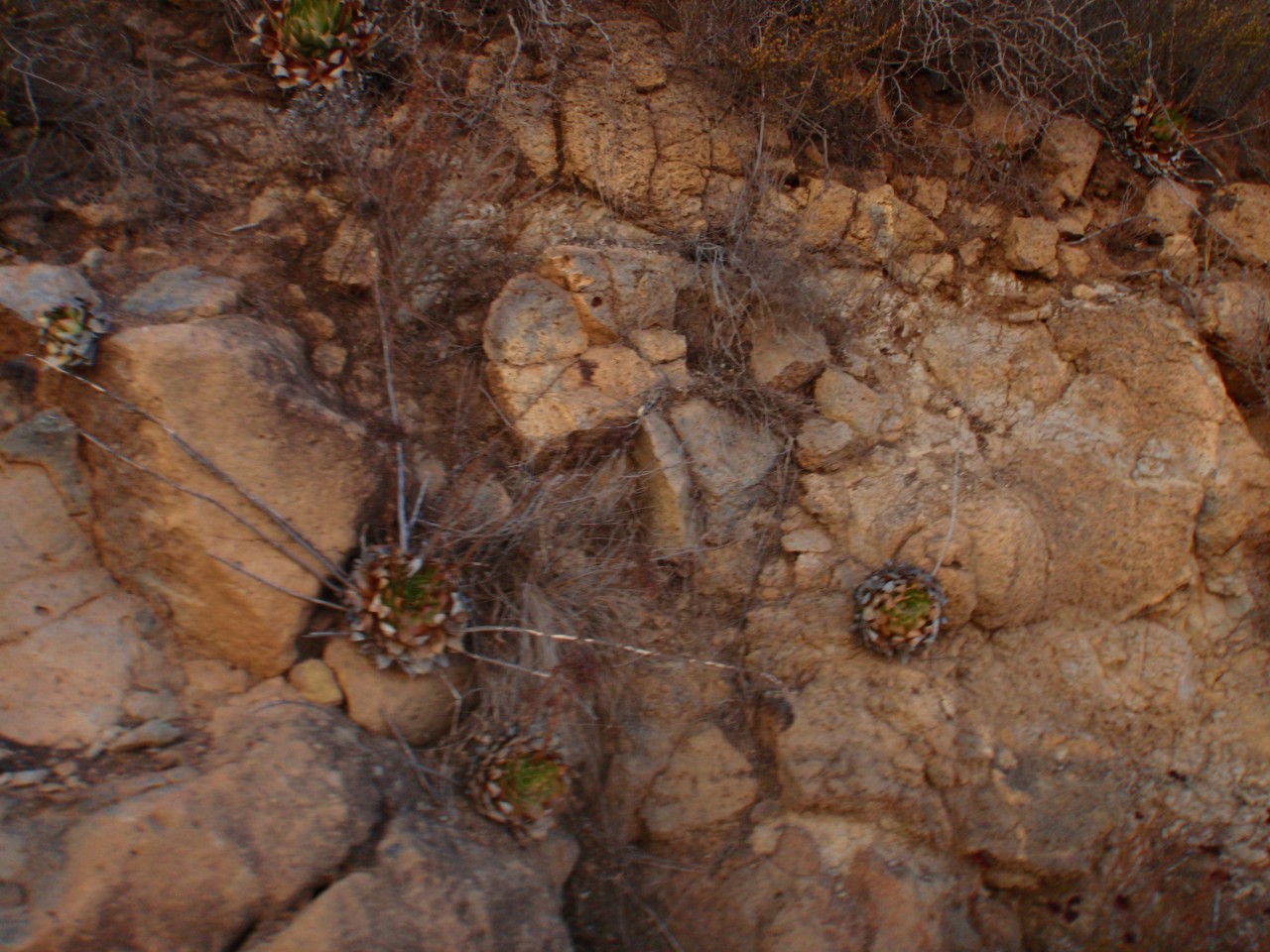 sm_AR-PA276053.JPG