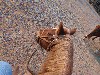 sm_AR-PA275937.JPG