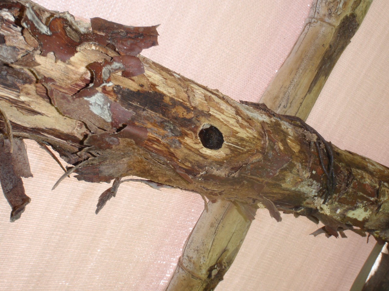 sm_PA225729.JPG
