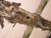 sm_PA225729.JPG