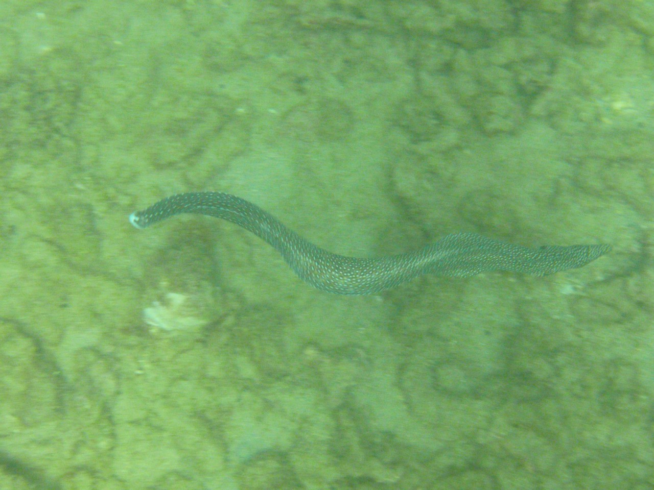 sm_PA200577.JPG