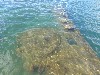sm_PA210911.JPG