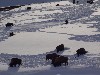 sm_AR-PC256883.JPG