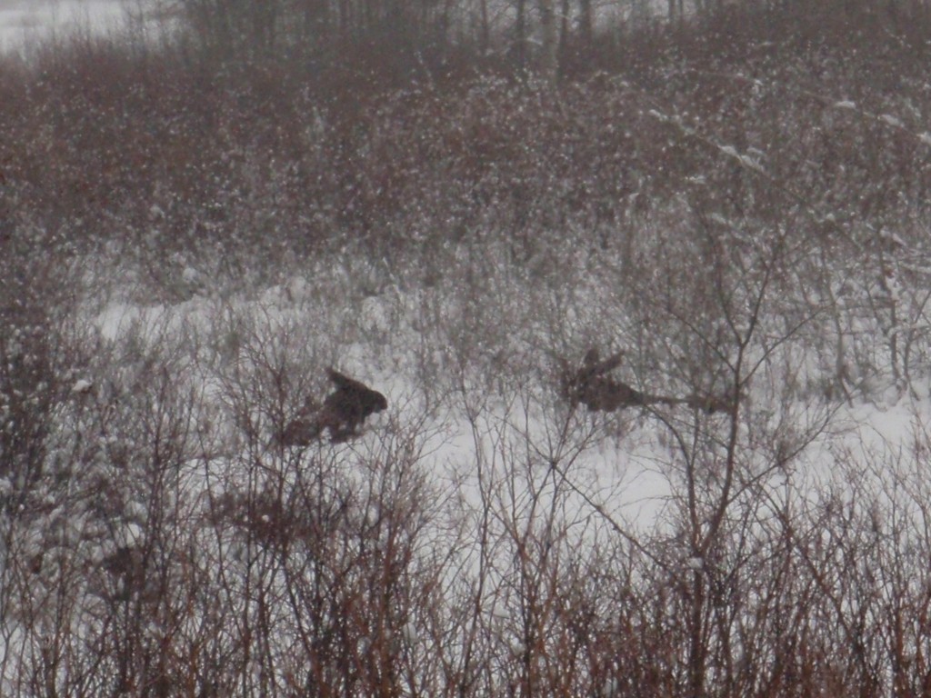 sm_AR-PC267050.JPG