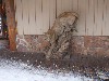 sm_AR-PC267090.JPG
