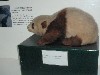 sm_P5152764.JPG