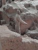 sm_P5163067.JPG