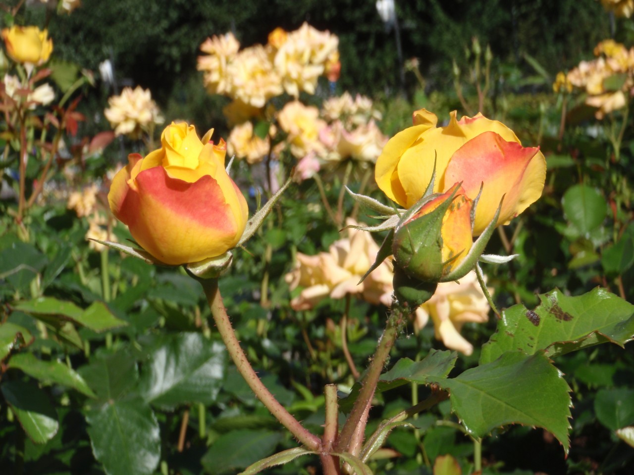 sm_P9056057.JPG