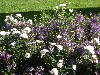 sm_P9056055.JPG