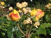 sm_P9056057.JPG