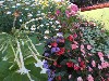 sm_P9056062.JPG