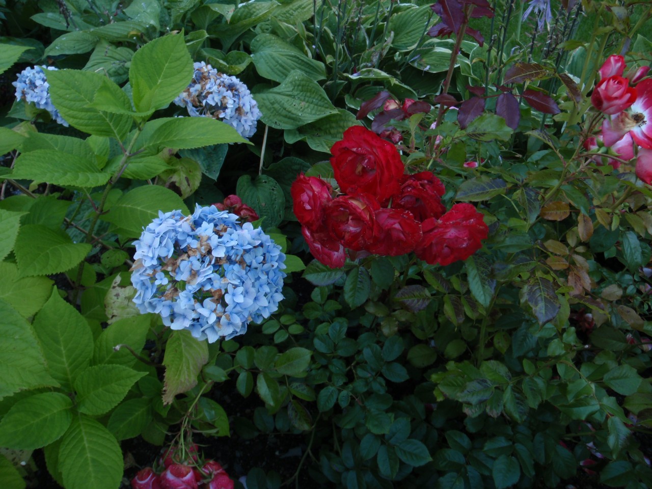 sm_P9066381.JPG