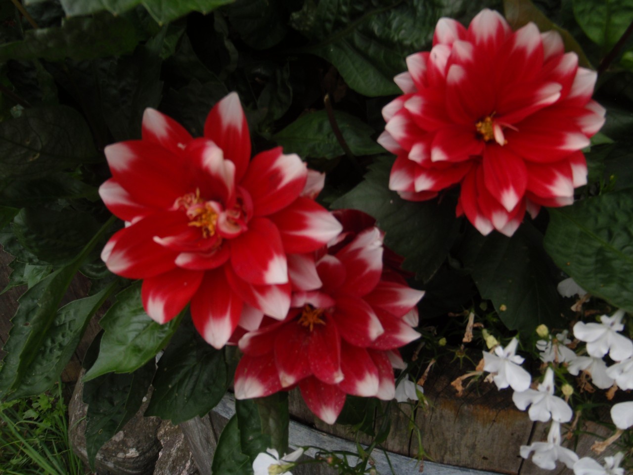 sm_P9076597.JPG