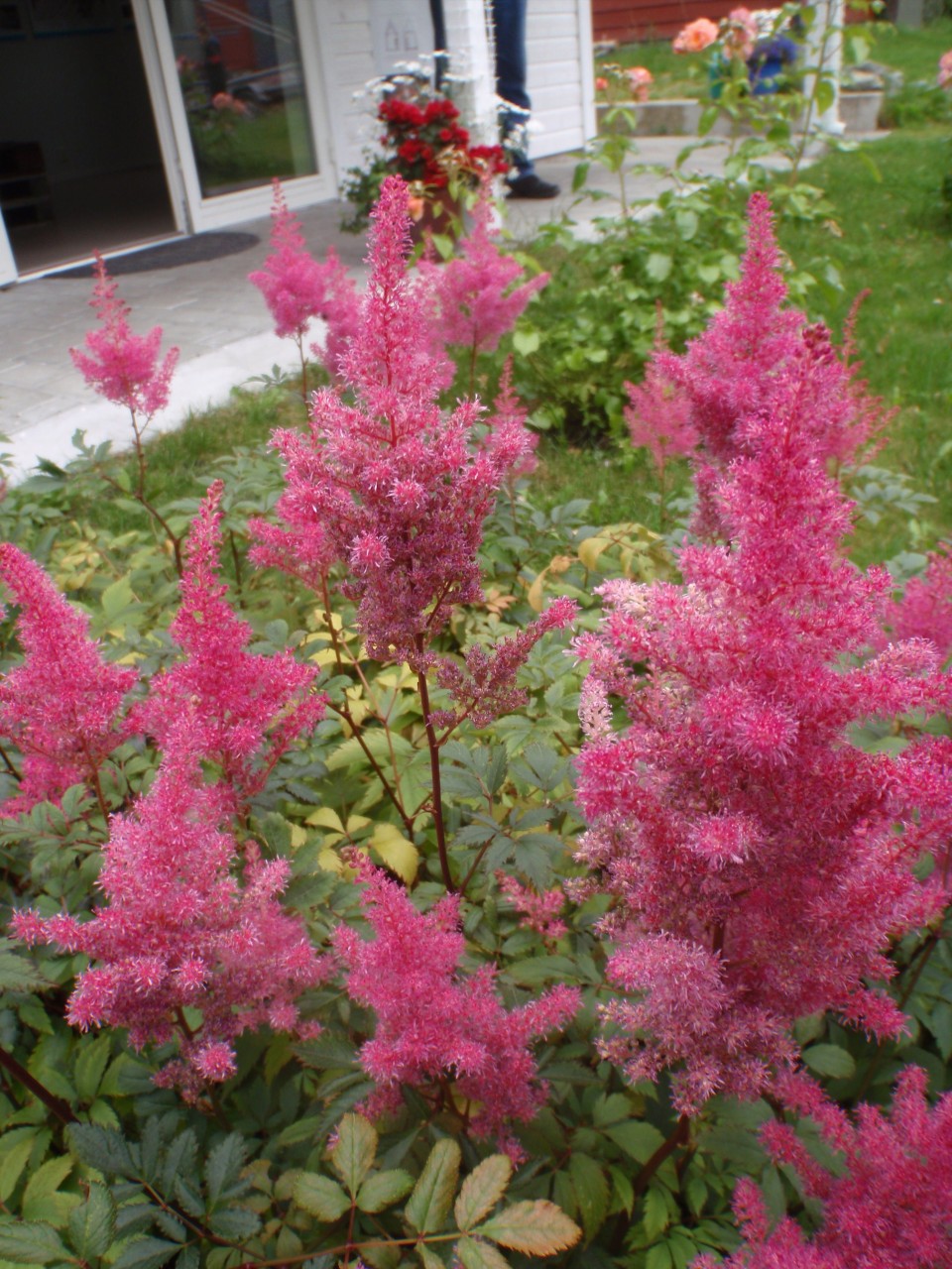 sm_P9076612.JPG