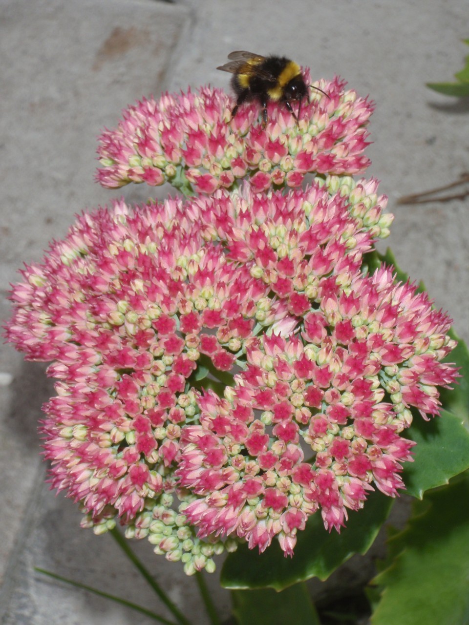 sm_P9076614.JPG