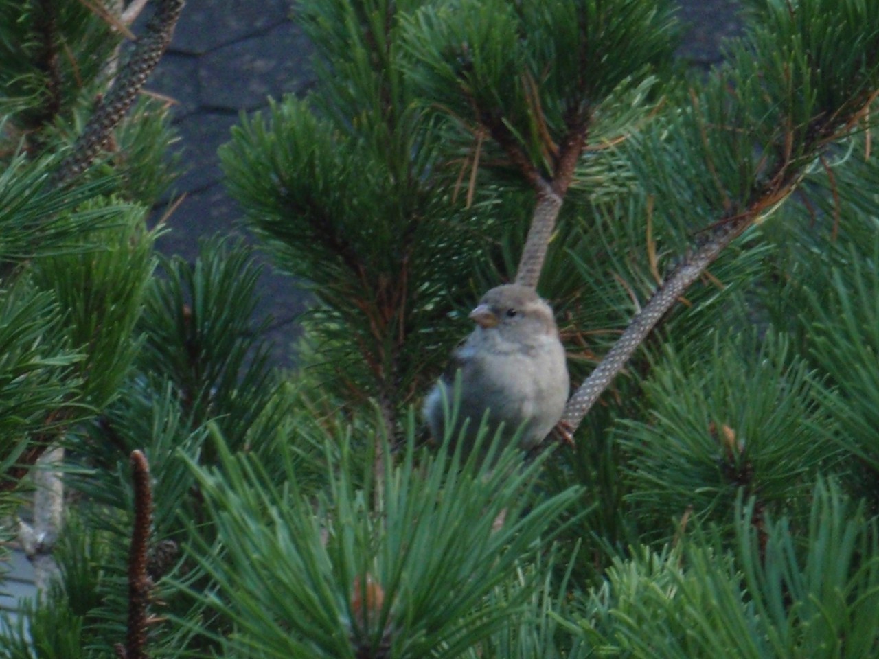sm_P9076880.JPG