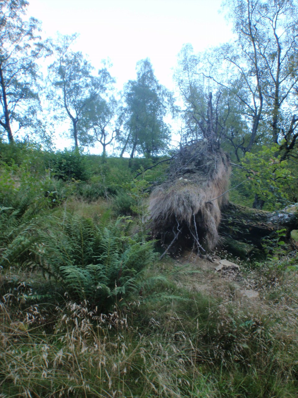 sm_P9076892.JPG