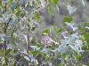 sm_DSCN4214.JPG