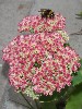 sm_P9076614.JPG