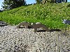 sm_DSCN5888.JPG