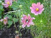 sm_DSCN5930.JPG